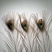 Pávatoll fekete szinű 100cm hosszú - OPAL